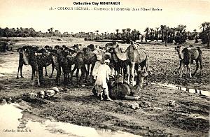 Colomb bechar 025- Collection Montaner_2
